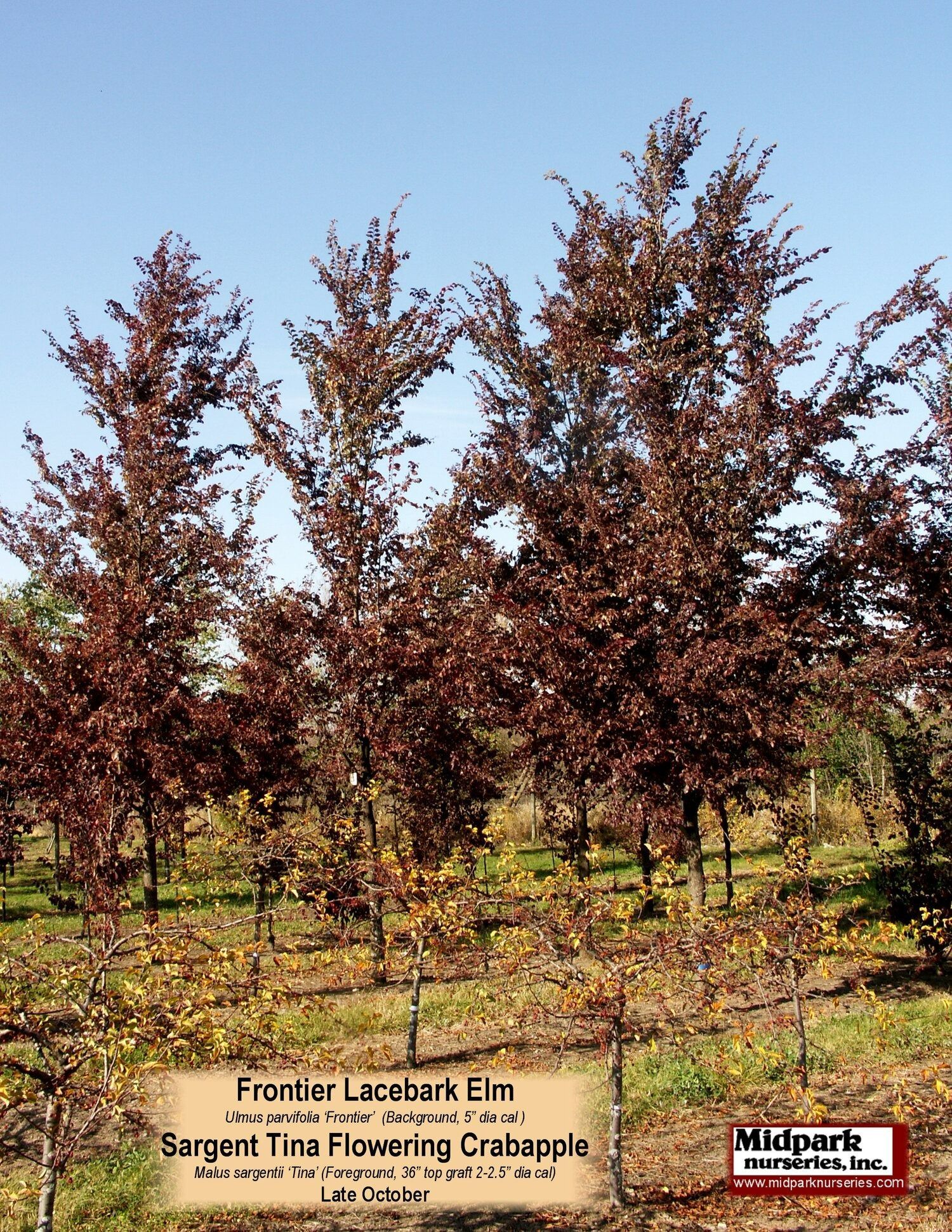 Frontier Lacebark Elm