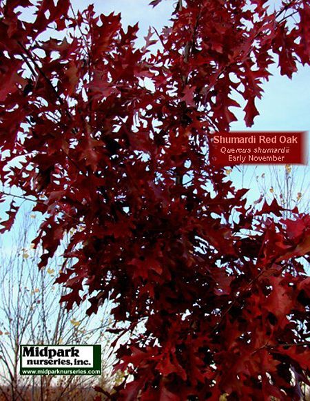 Shumardi Red Oak