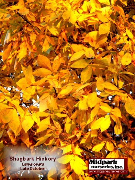 Shagbark Hickory