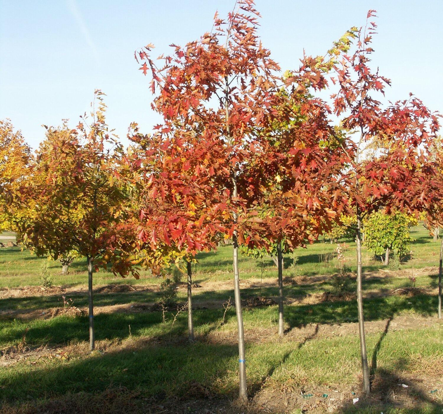 Northern Red Oak