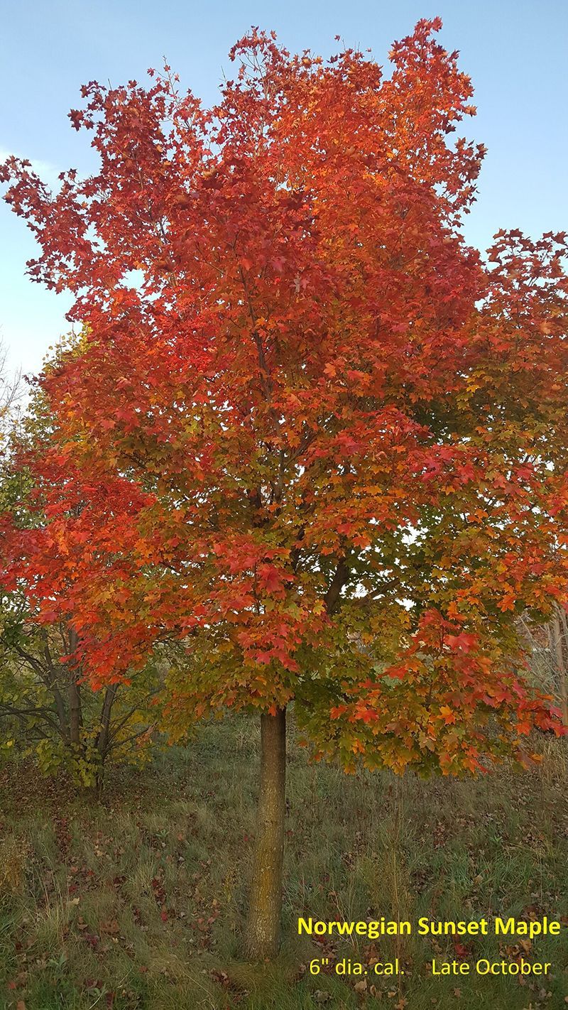Norwegian Sunset Maple