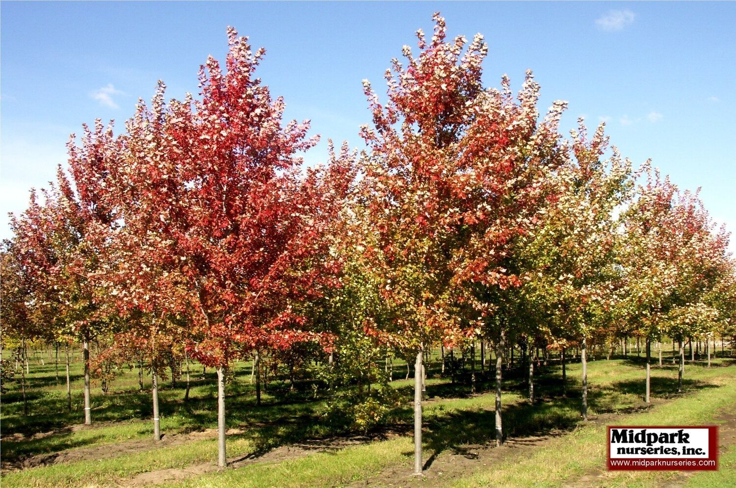 Autumn Blaze Freeman Maple