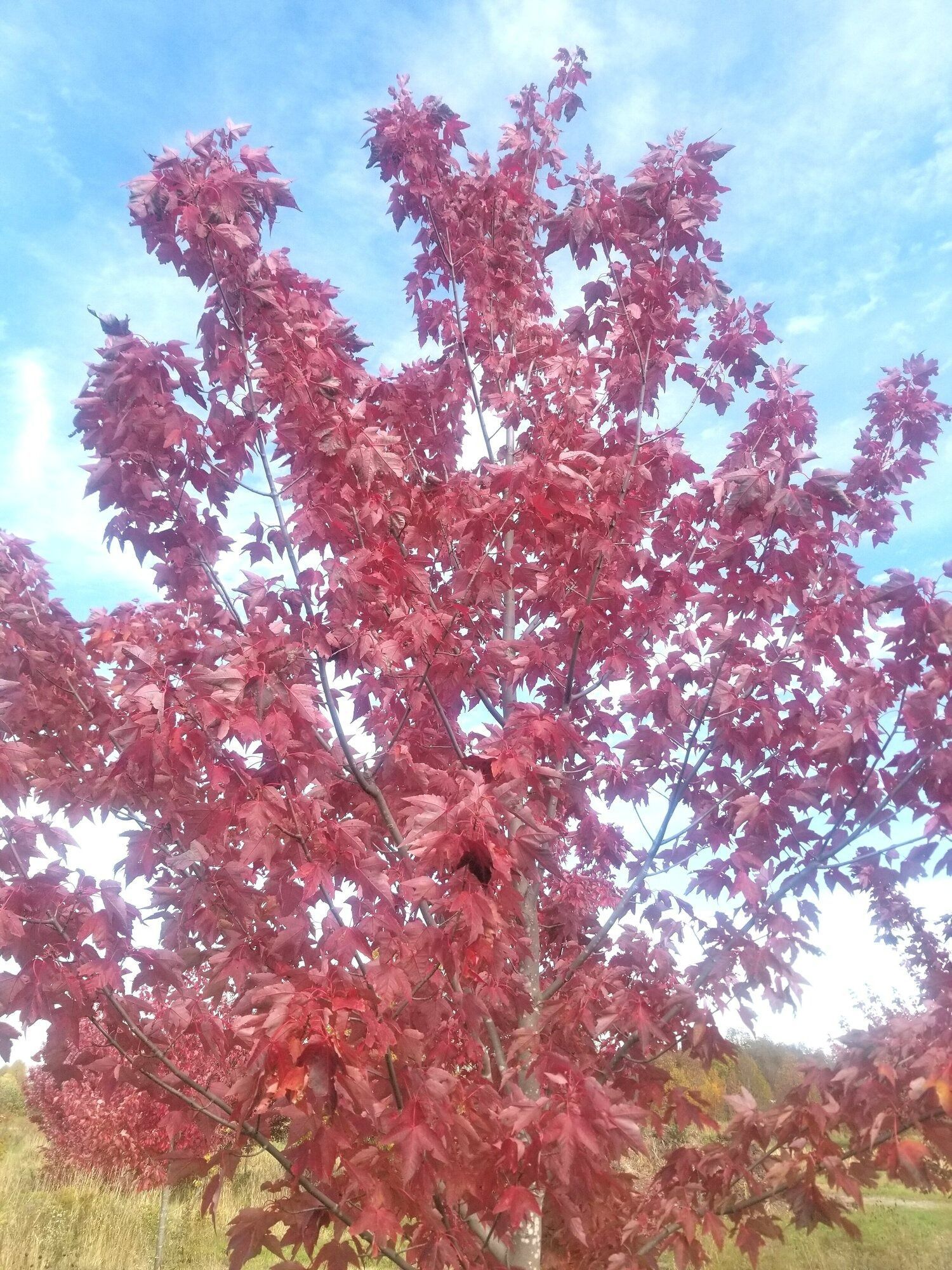 Indian Summer Freeman Maple