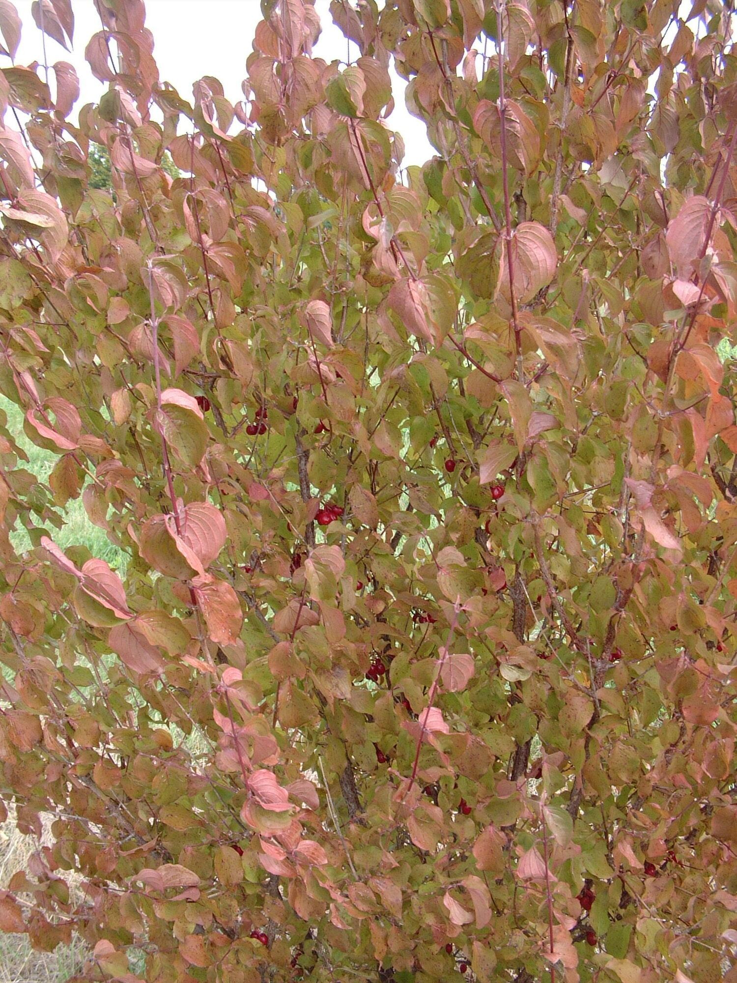 Corneliancherry Dogwood