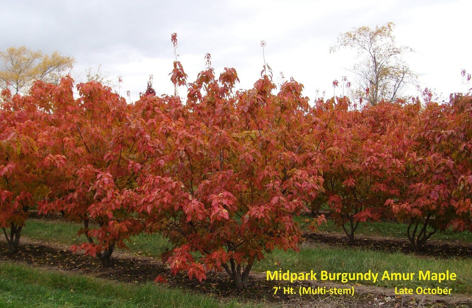 Midpark Burgundy Maple