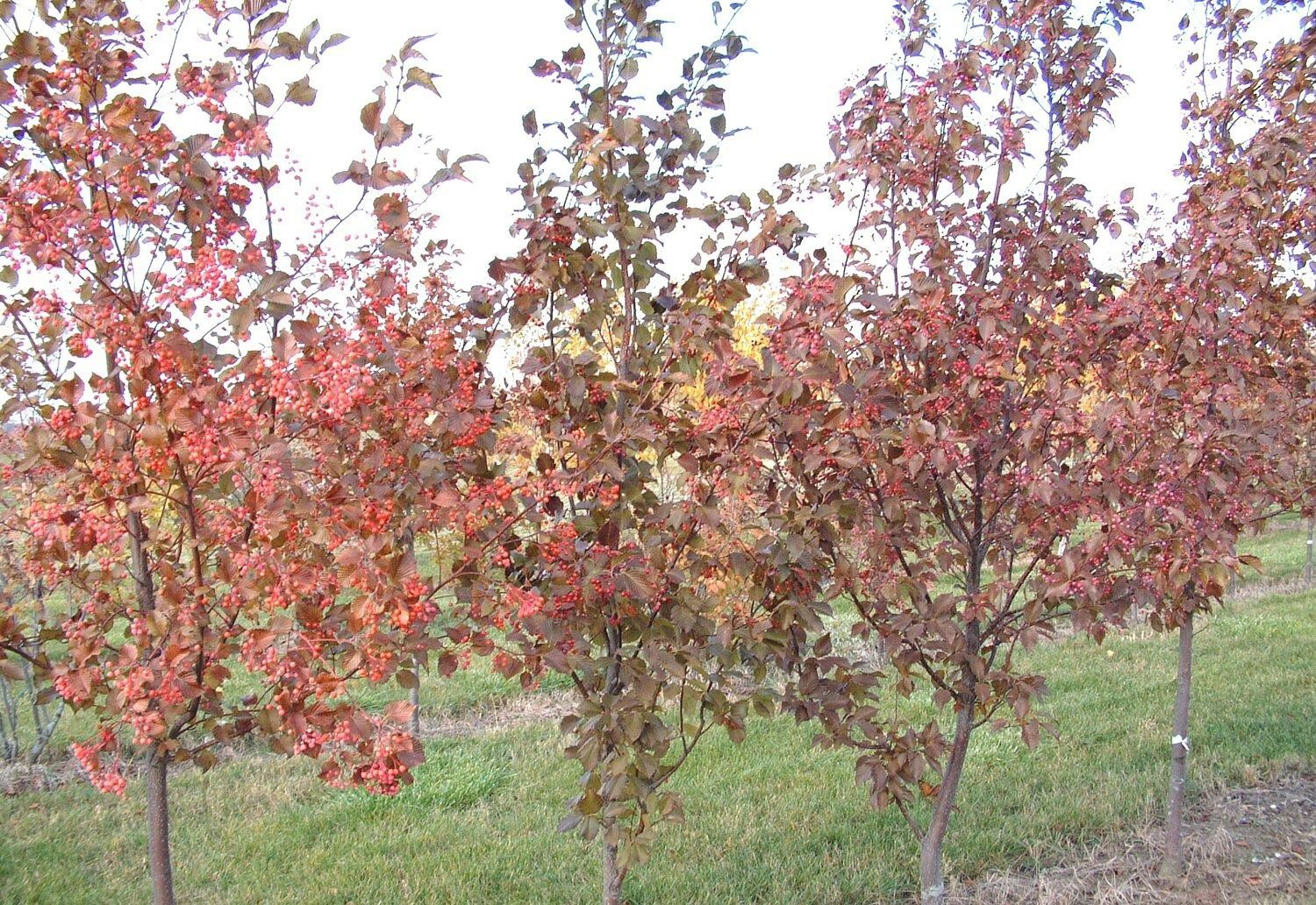 Korean Mountainash