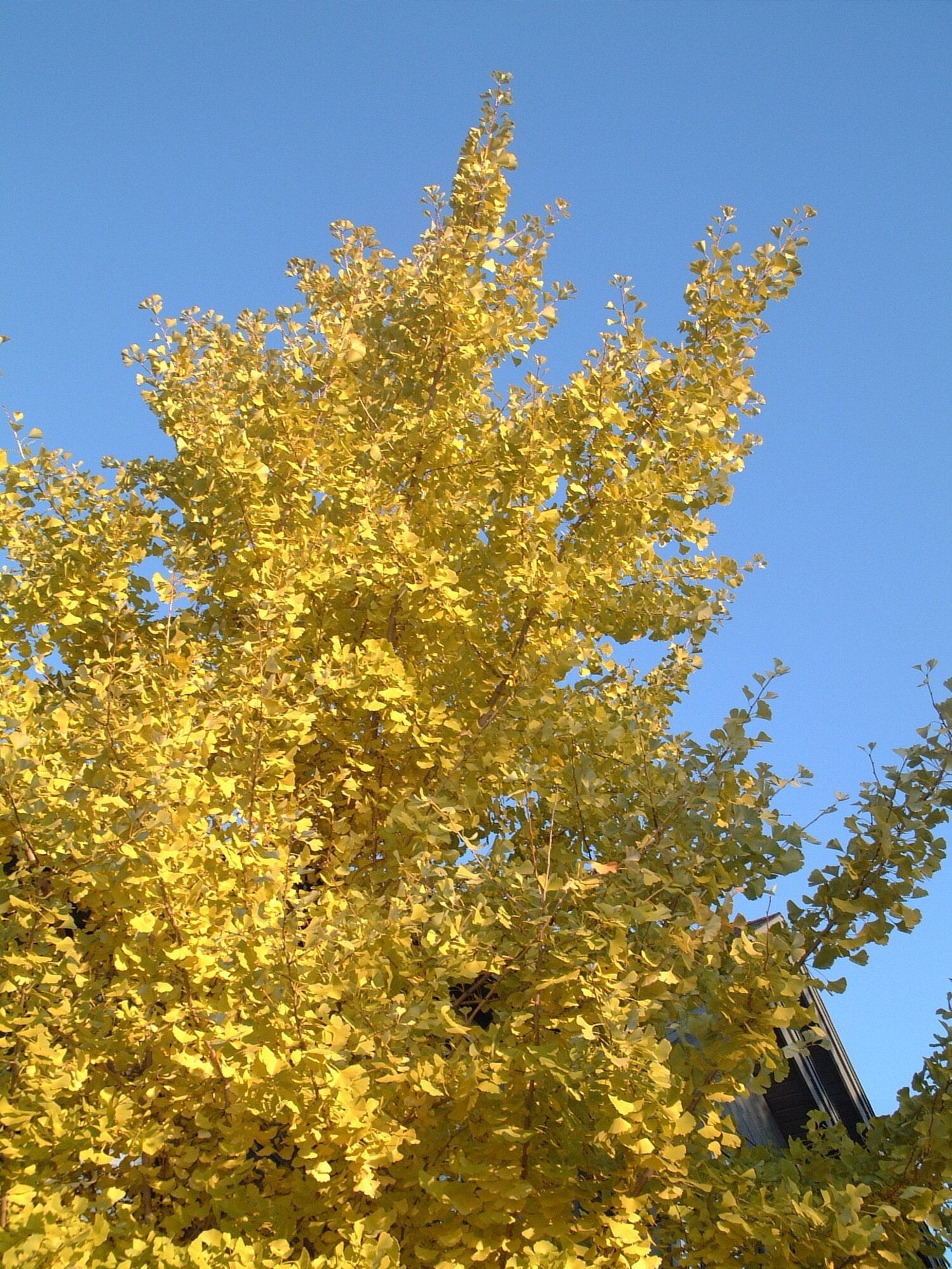 Ginkgo tree