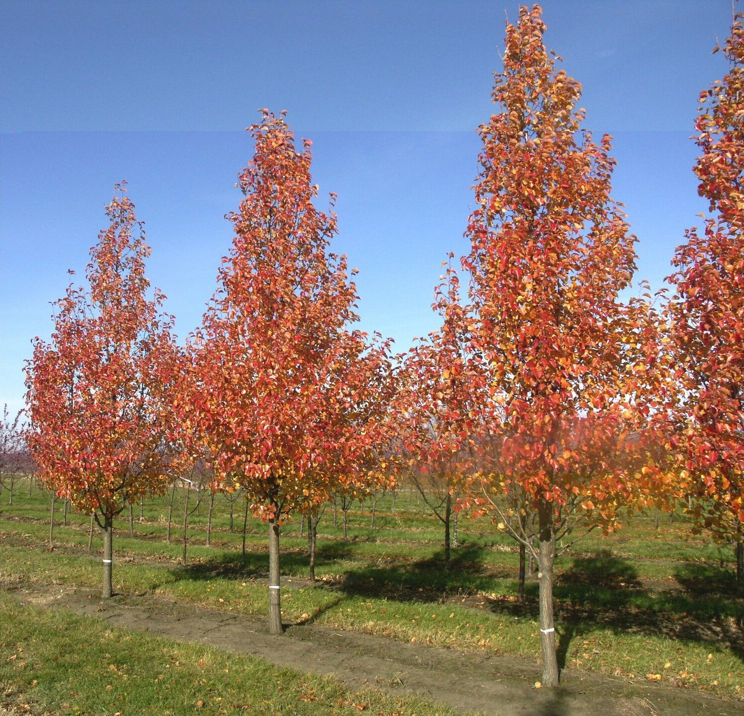 Chanticleer Flowering Pear