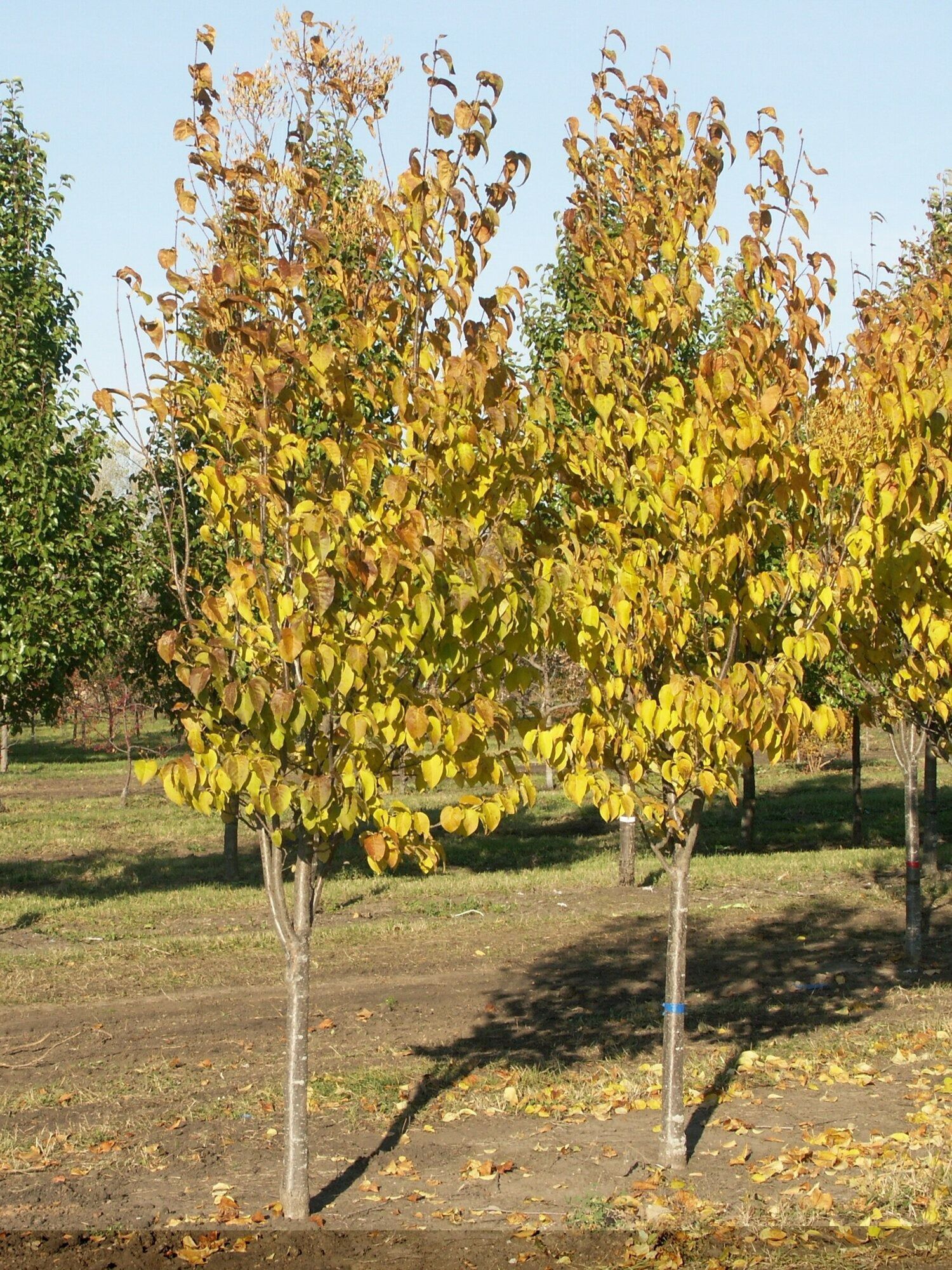 Ivory Silk Japanese Tree Lilac