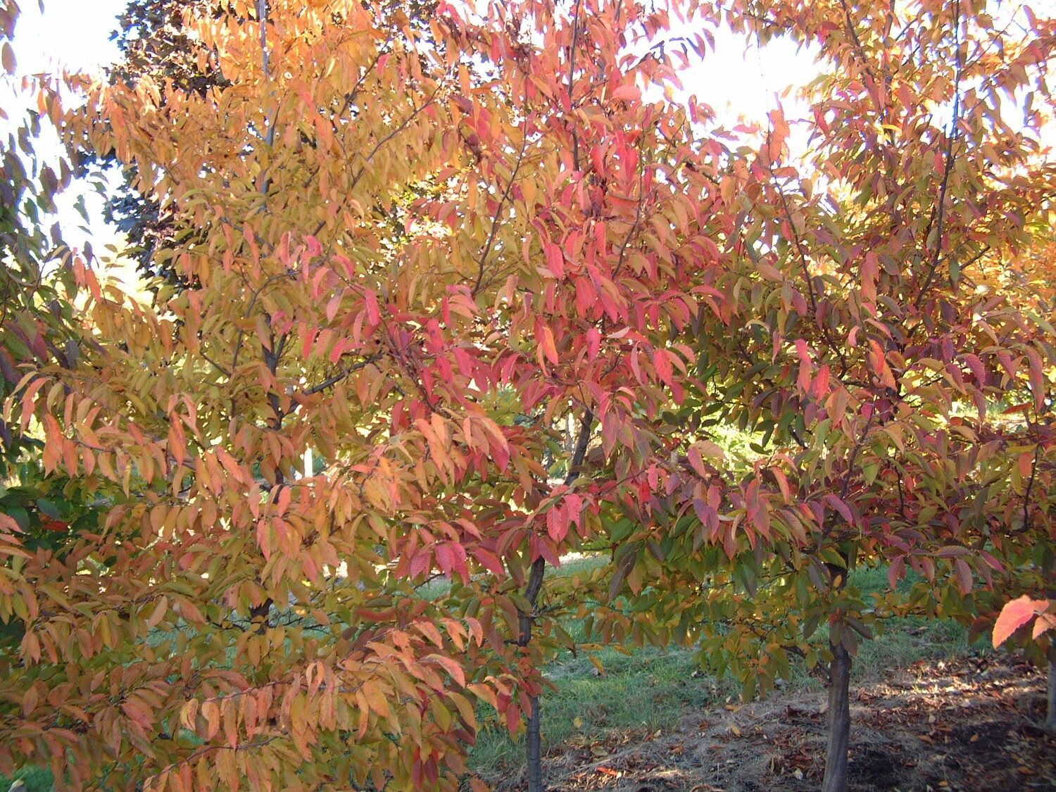 Musclewood or Blue Beech
