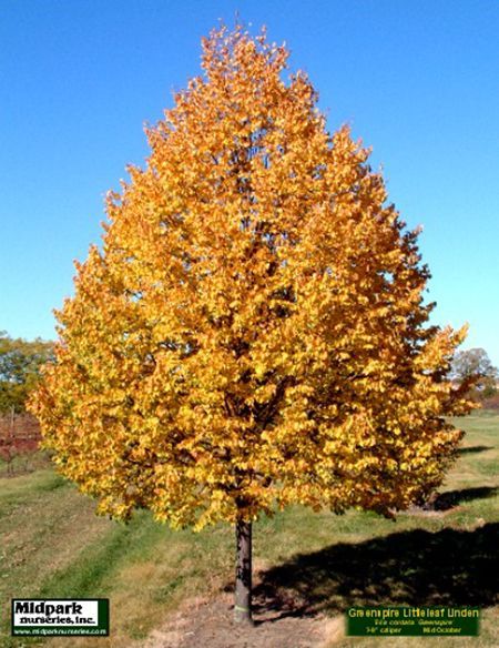 Greenspire Littleleaf Linden