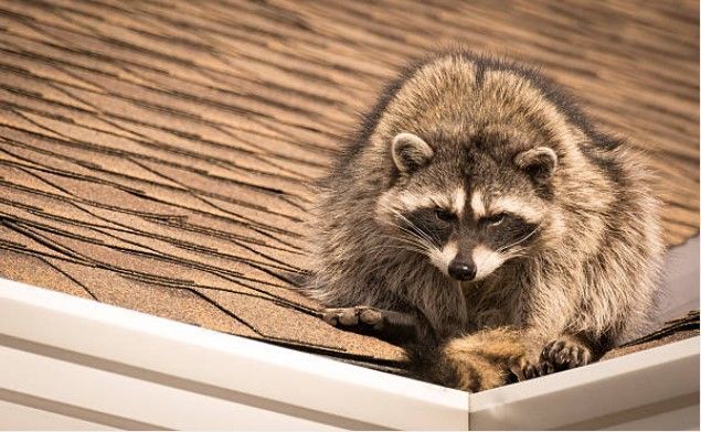 Raccoon with mask-like markings on a brown shingle roof near white gutter.