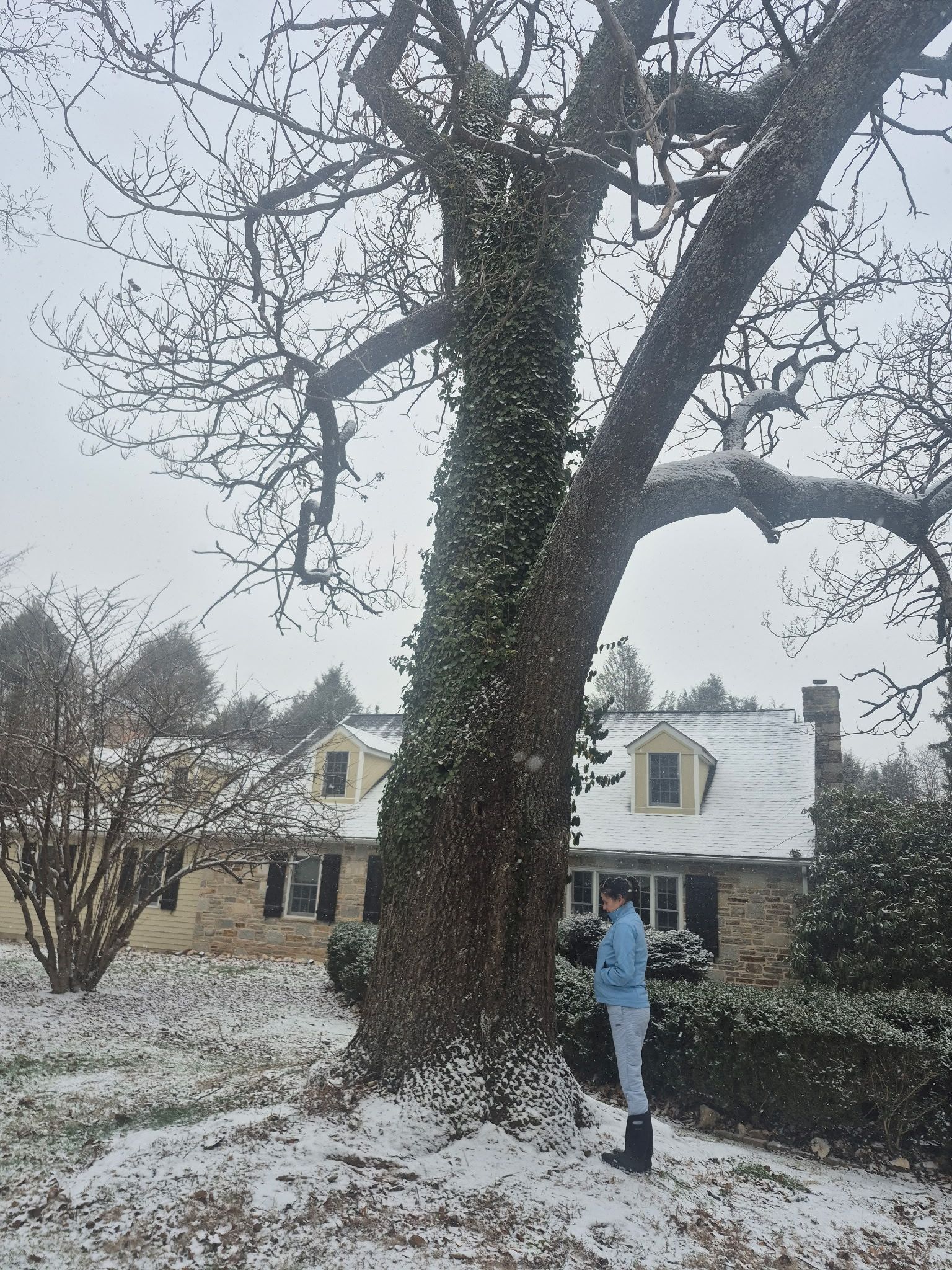 Person stands near snow-covered tree with ivy, in front of a house. Snow covers the ground and rooftops.