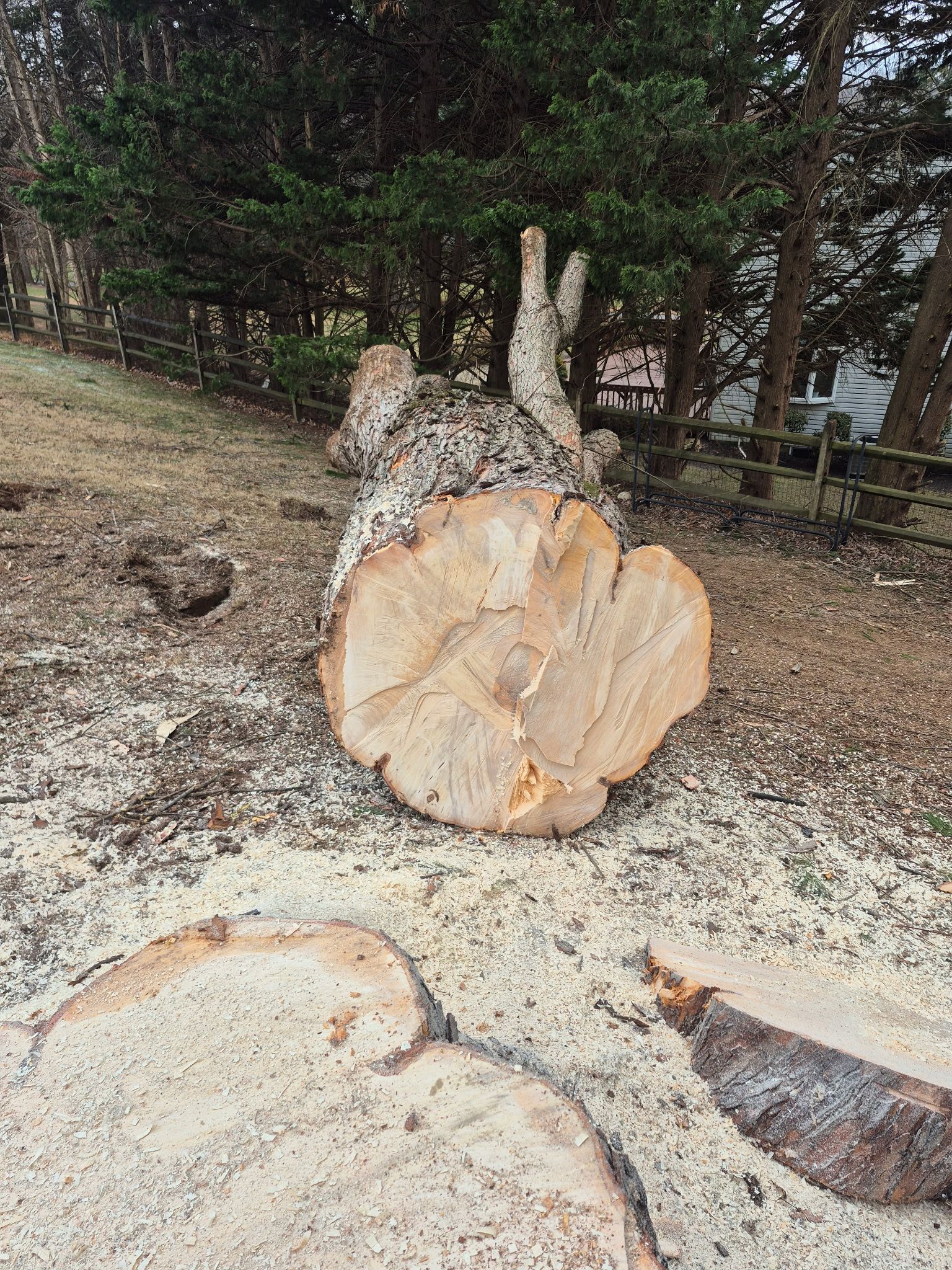 Cut tree trunk with visible rings, surrounded by sawdust in a yard setting.