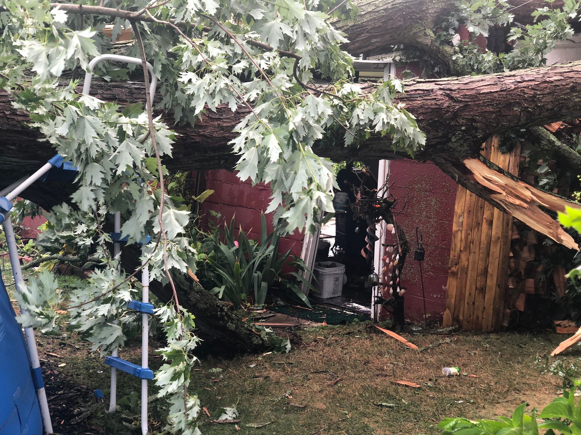 Fallen tree across a backyard, with branches overhanging a red shed and scattered debris on the ground