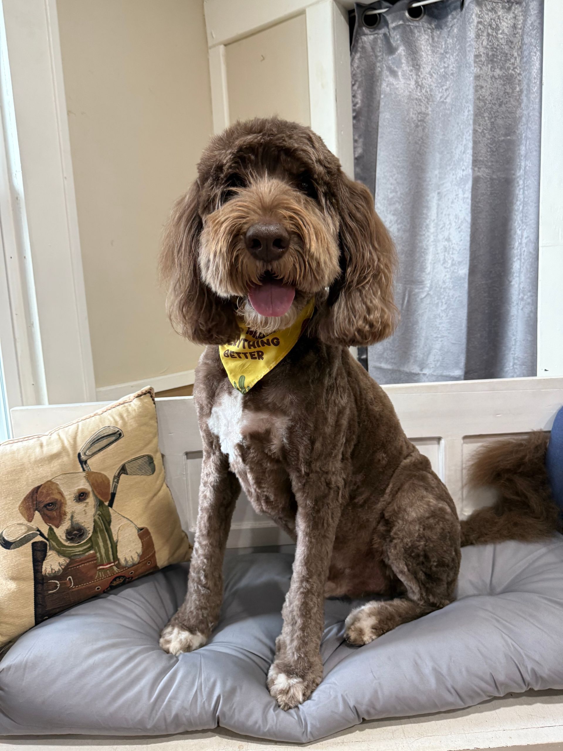 A brown dog wearing a yellow bandana is sitting on a bed