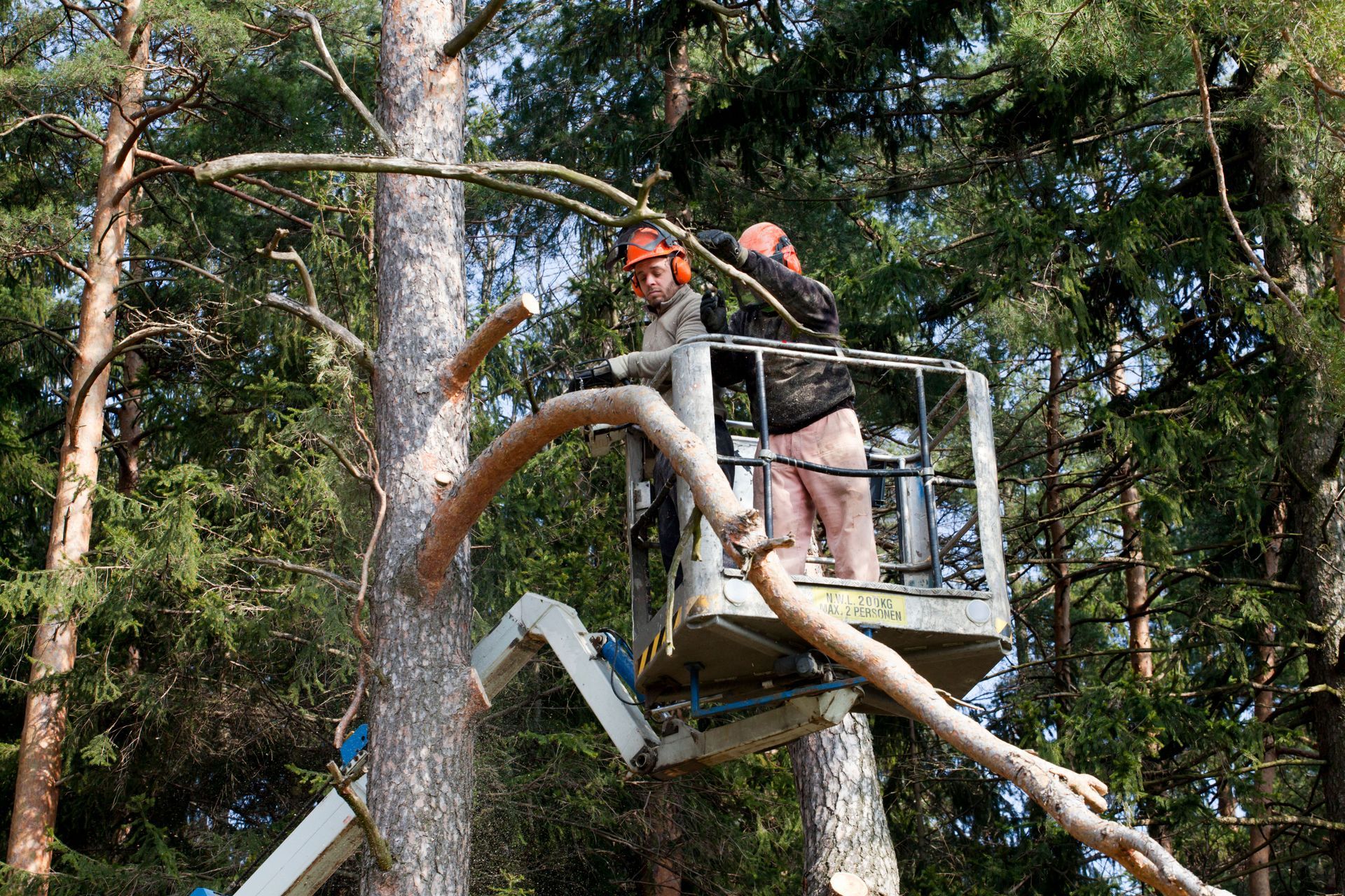 4 Reasons to Use a Local Crane Service for Safe Tree Removal