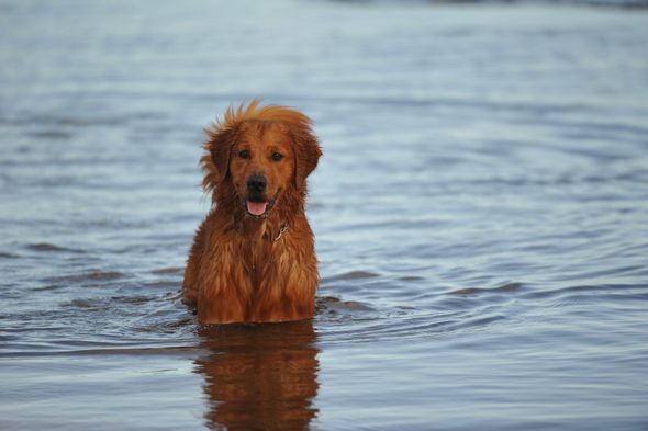 Aloha Animal Hospital Associates