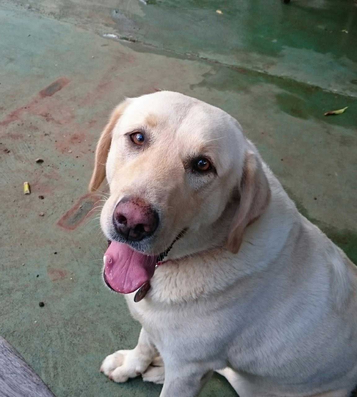 Yellow Labrador retriever with pink tongue, sitting, looking up, light green surface.