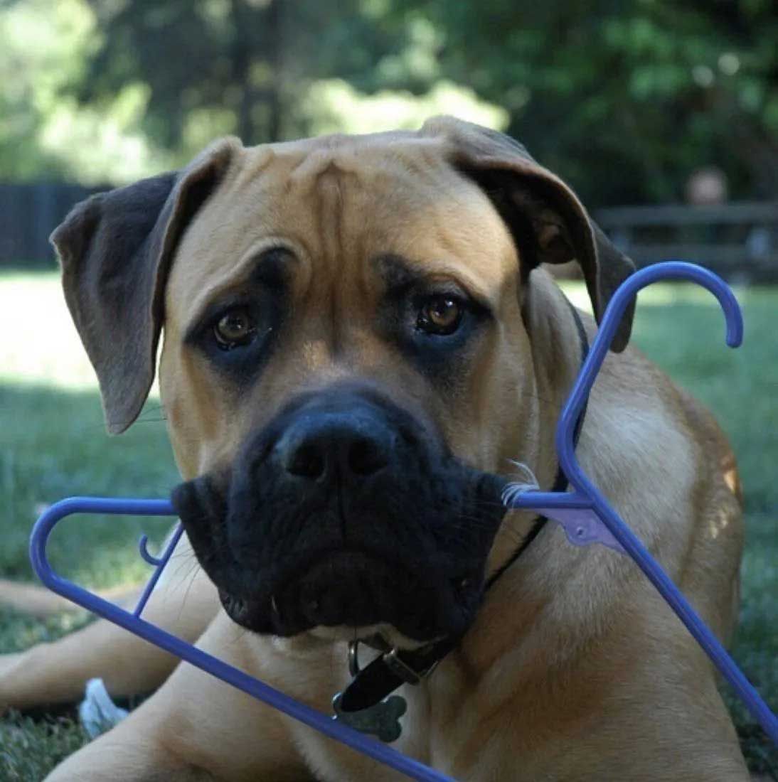 Tan dog holding a purple clothes hanger in its mouth, lying on green grass.