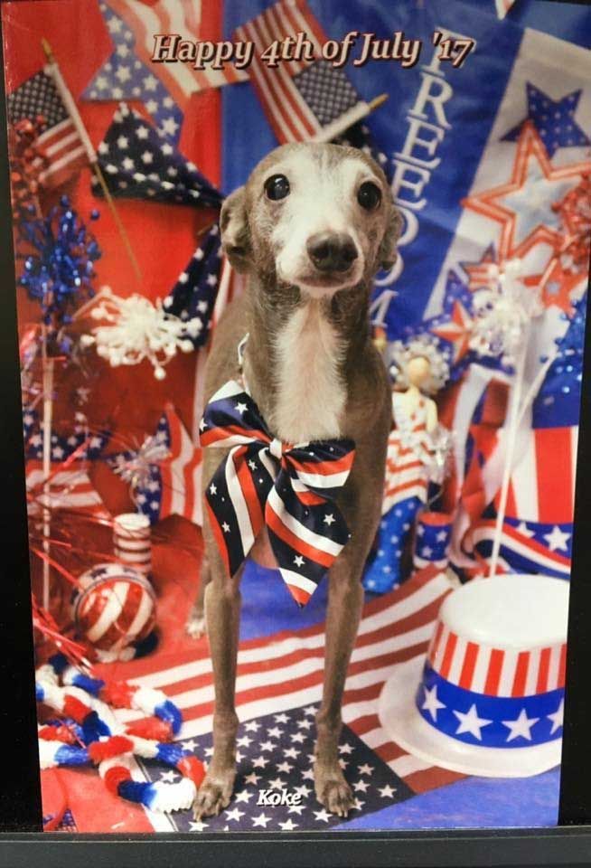 Dog wearing a patriotic bow tie, with American flags and decorations for the Fourth of July.