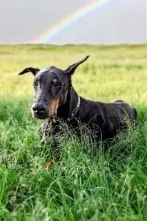 Doberman Pinscher dog in a grassy field with a rainbow in the background.