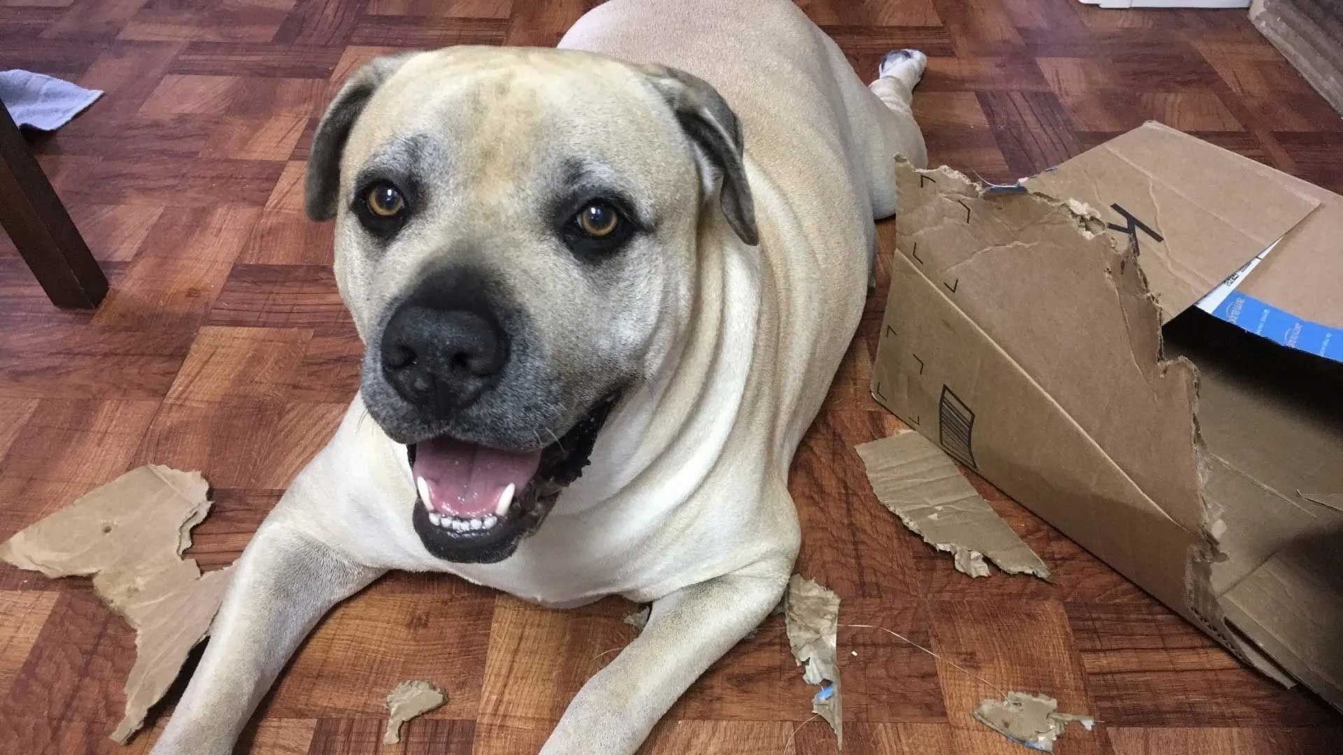 Tan dog lying on wooden floor, surrounded by ripped cardboard, smiling.