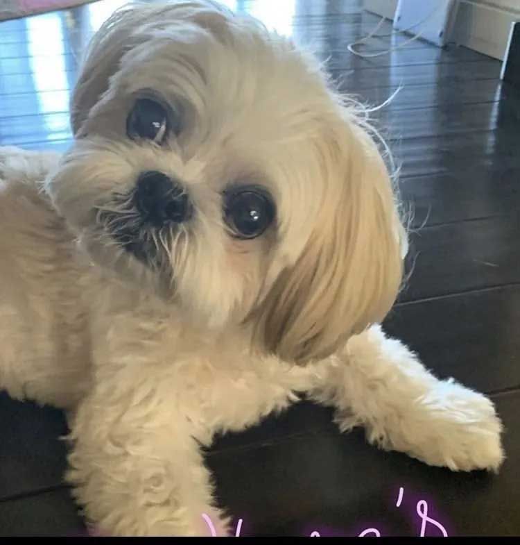 White and tan Shih Tzu dog lying on a dark floor, tilting head with a curious expression.