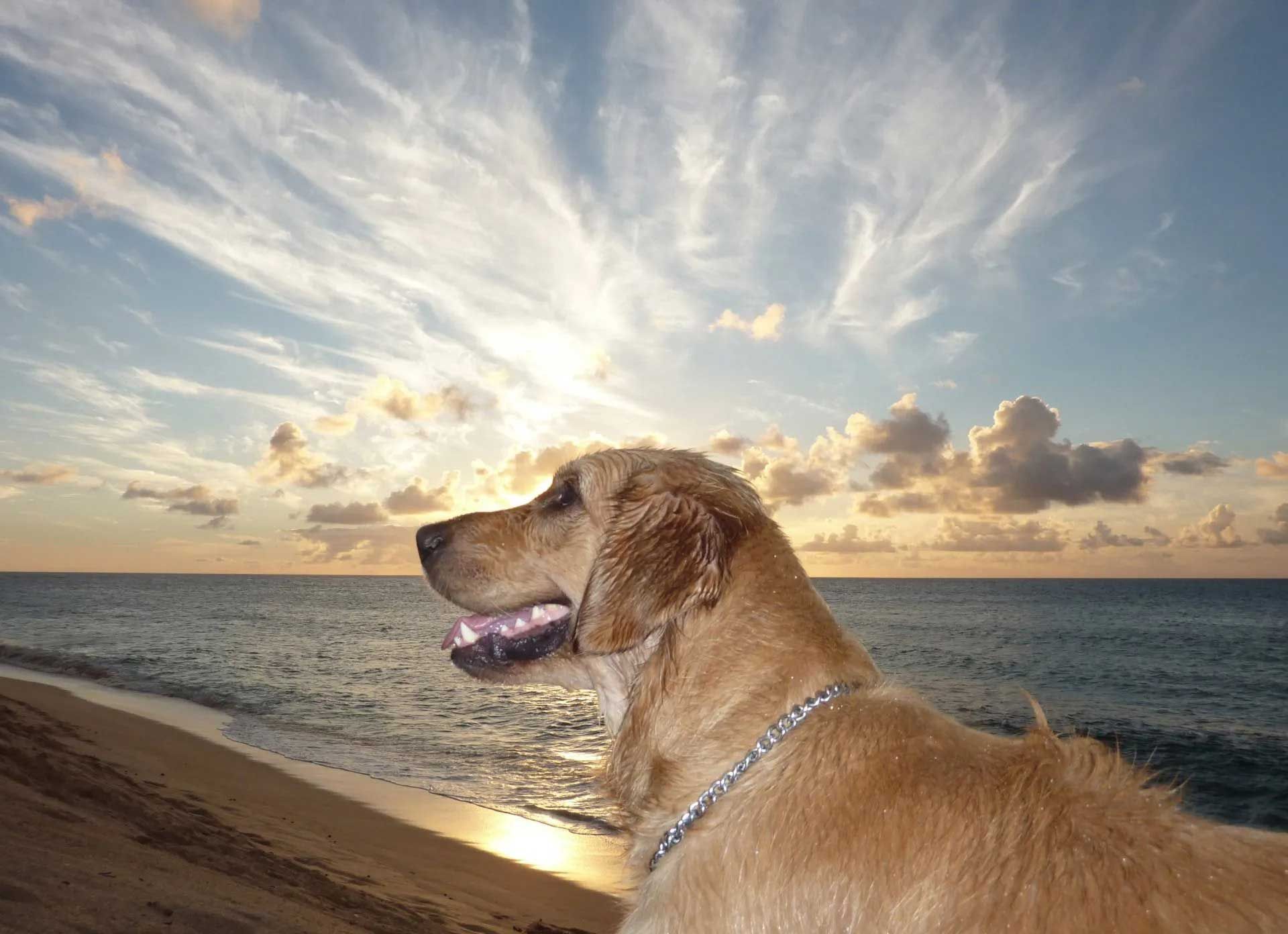 Golden retriever dog on beach, looking toward ocean, sunset sky.
