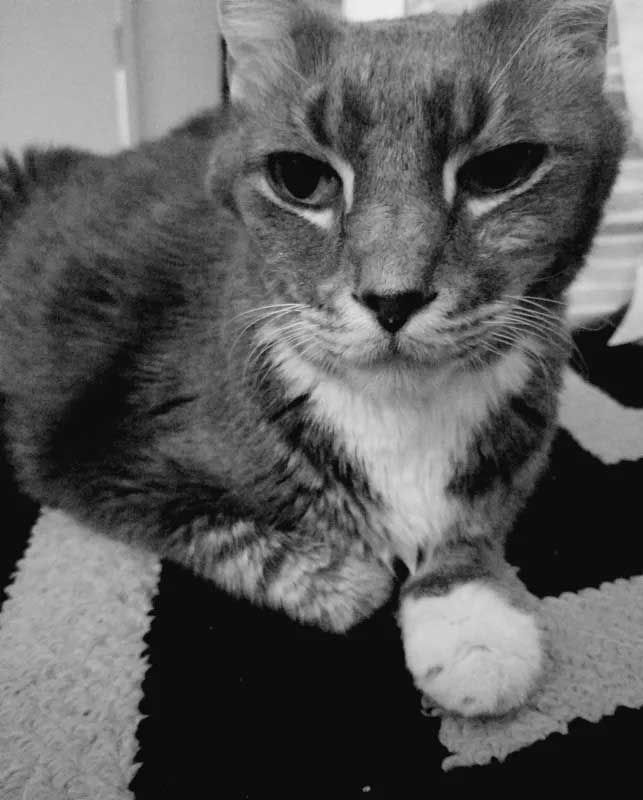 Gray cat with white chest and paw, resting on a black and white rug, looking at the camera.