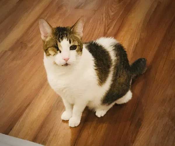Brown and white tabby cat sits on wooden floor, looking toward the viewer.