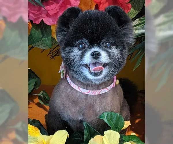 Black Pomeranian dog with a bear-like haircut, wearing a pink collar, smiling, surrounded by flowers.
