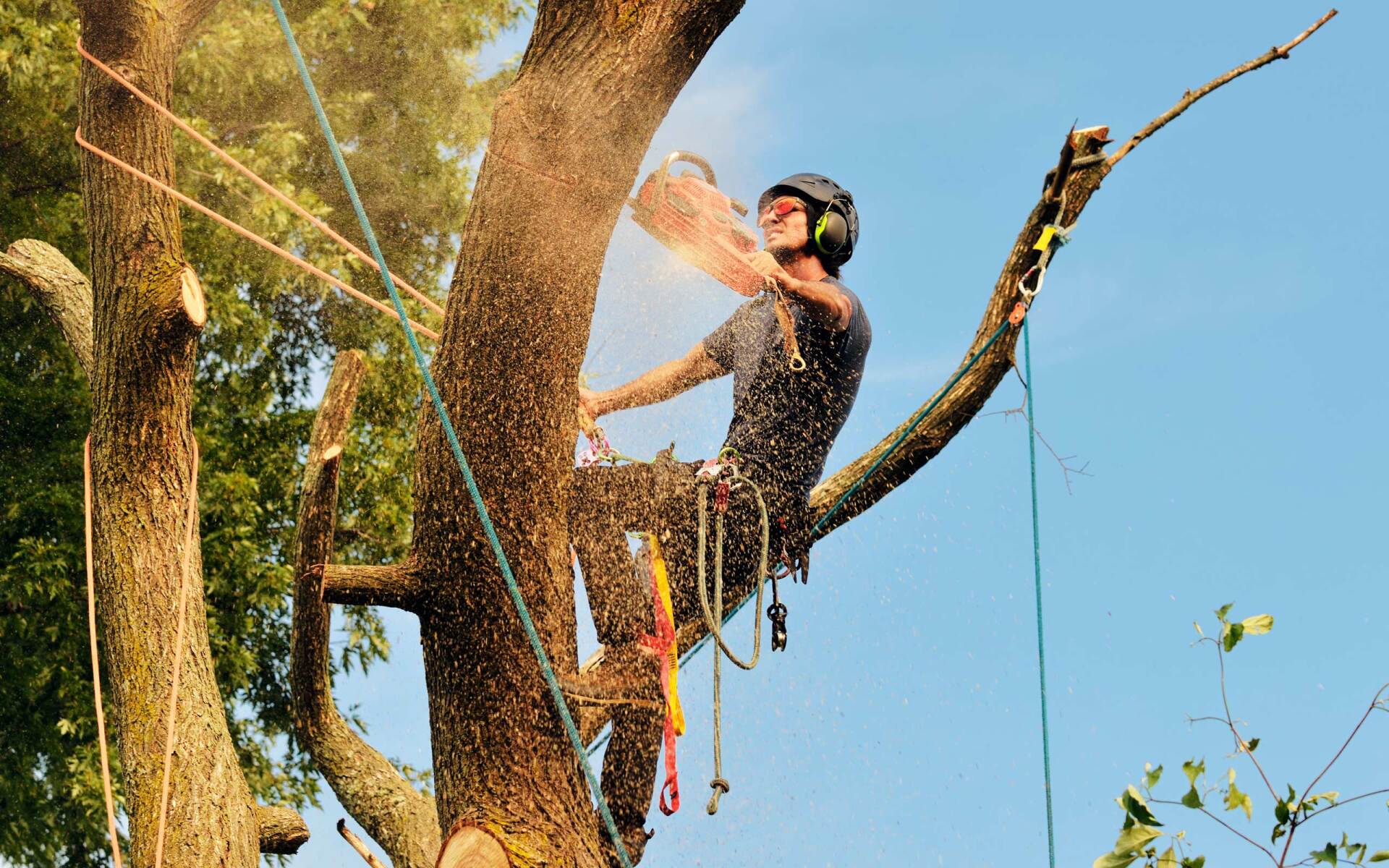 Tree removal