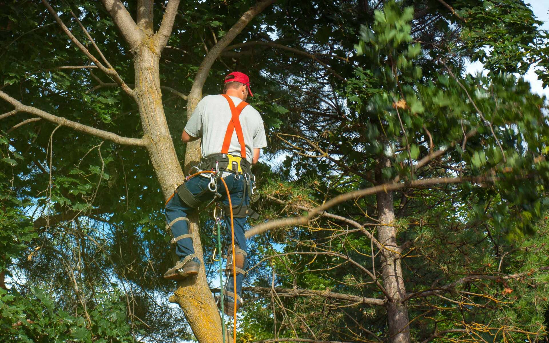 Tree trimming