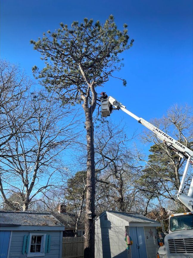 Tree services