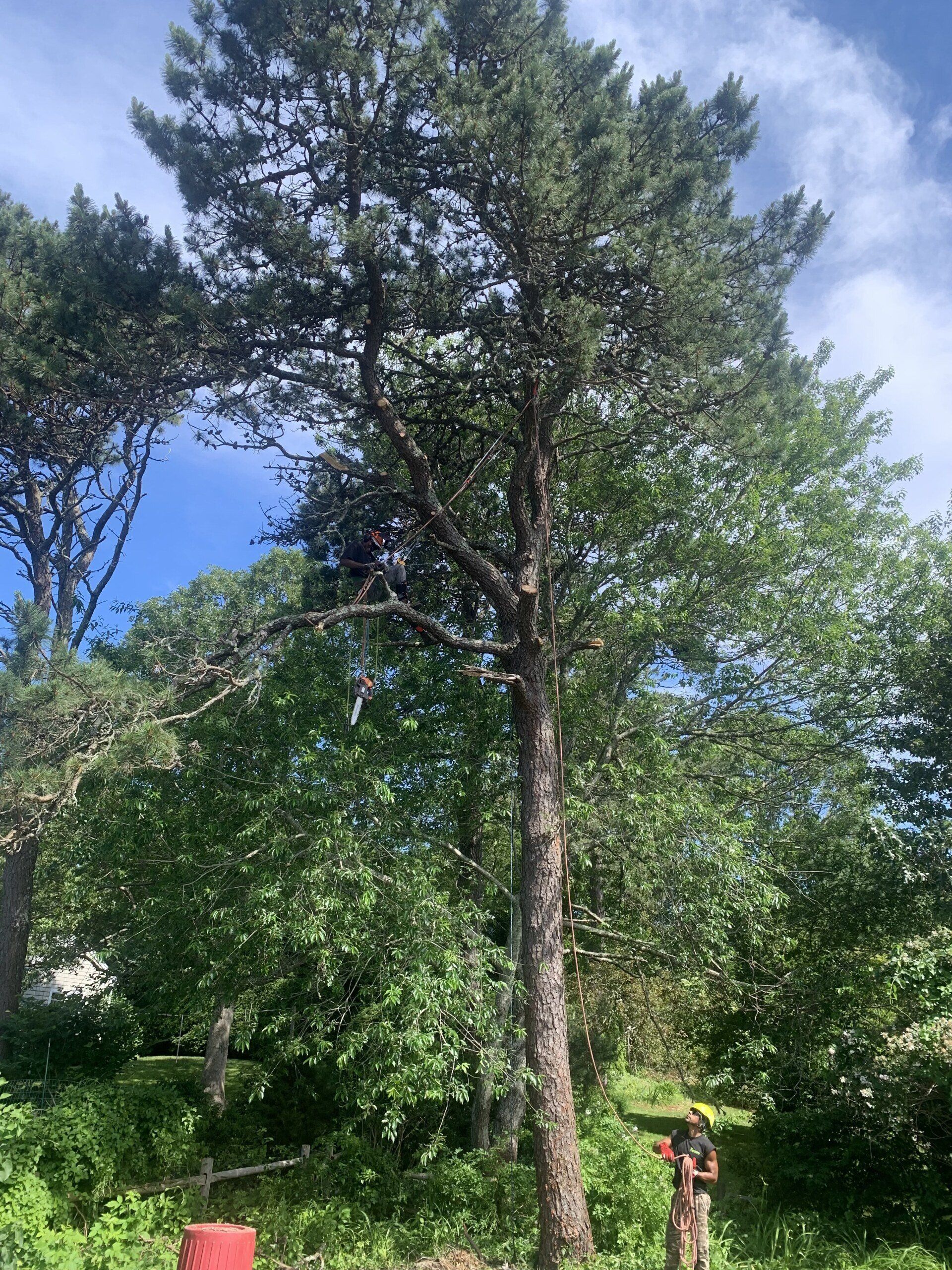 Tree services