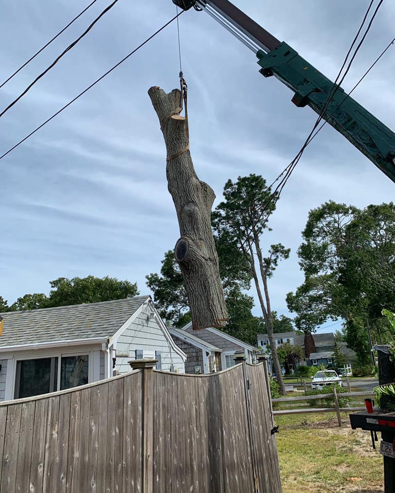 Tree services