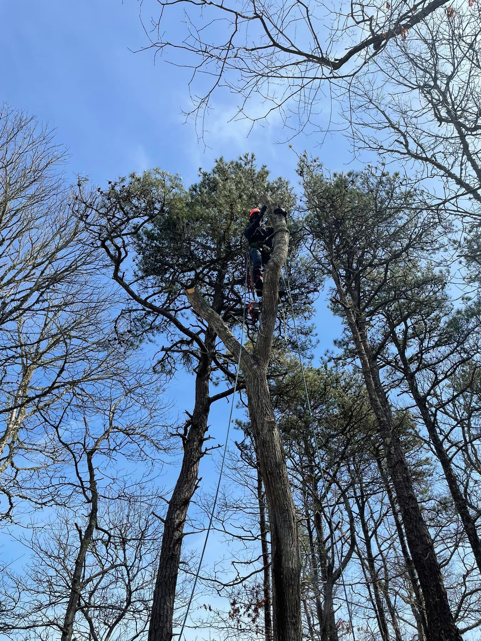 Tree services