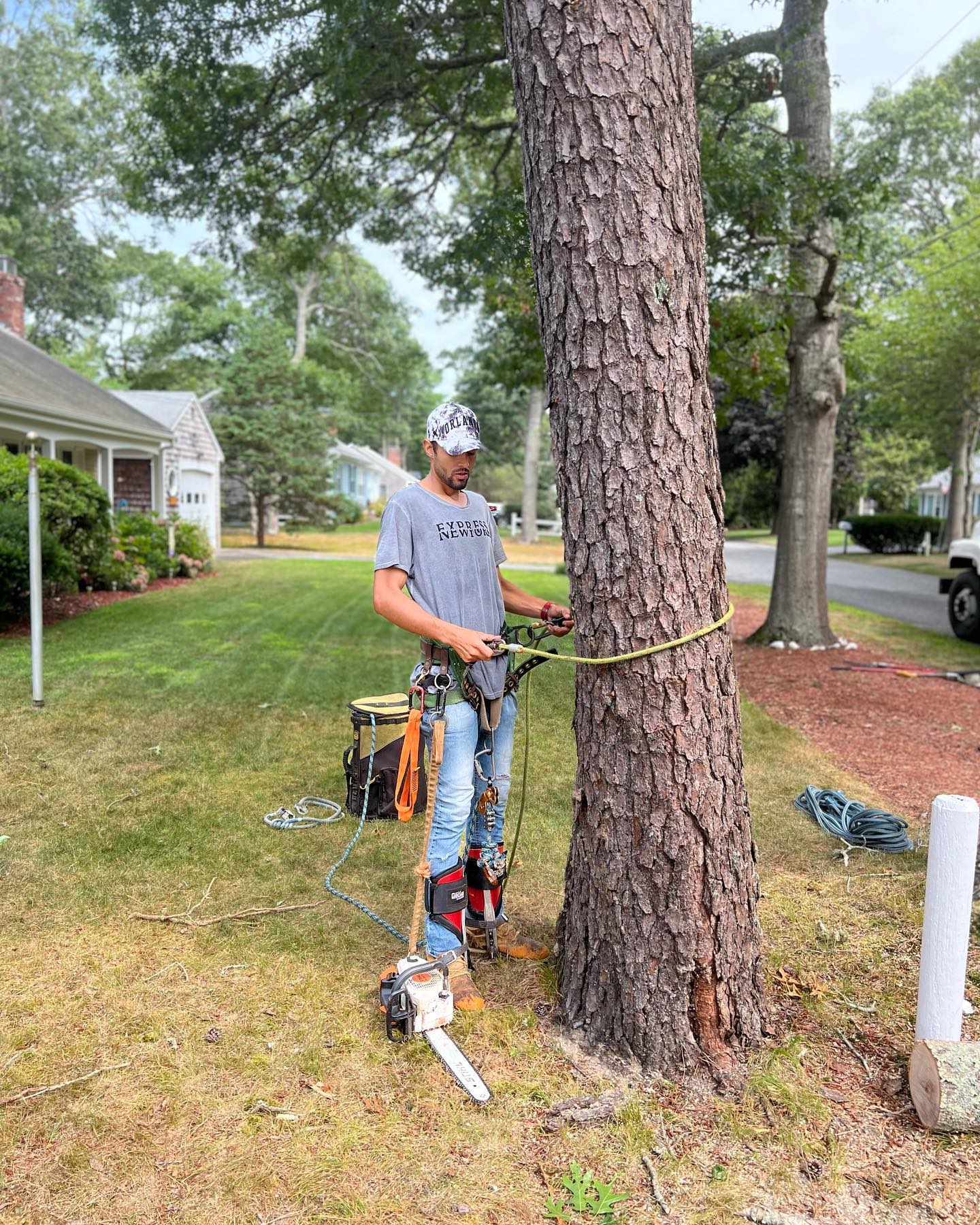 Tree services