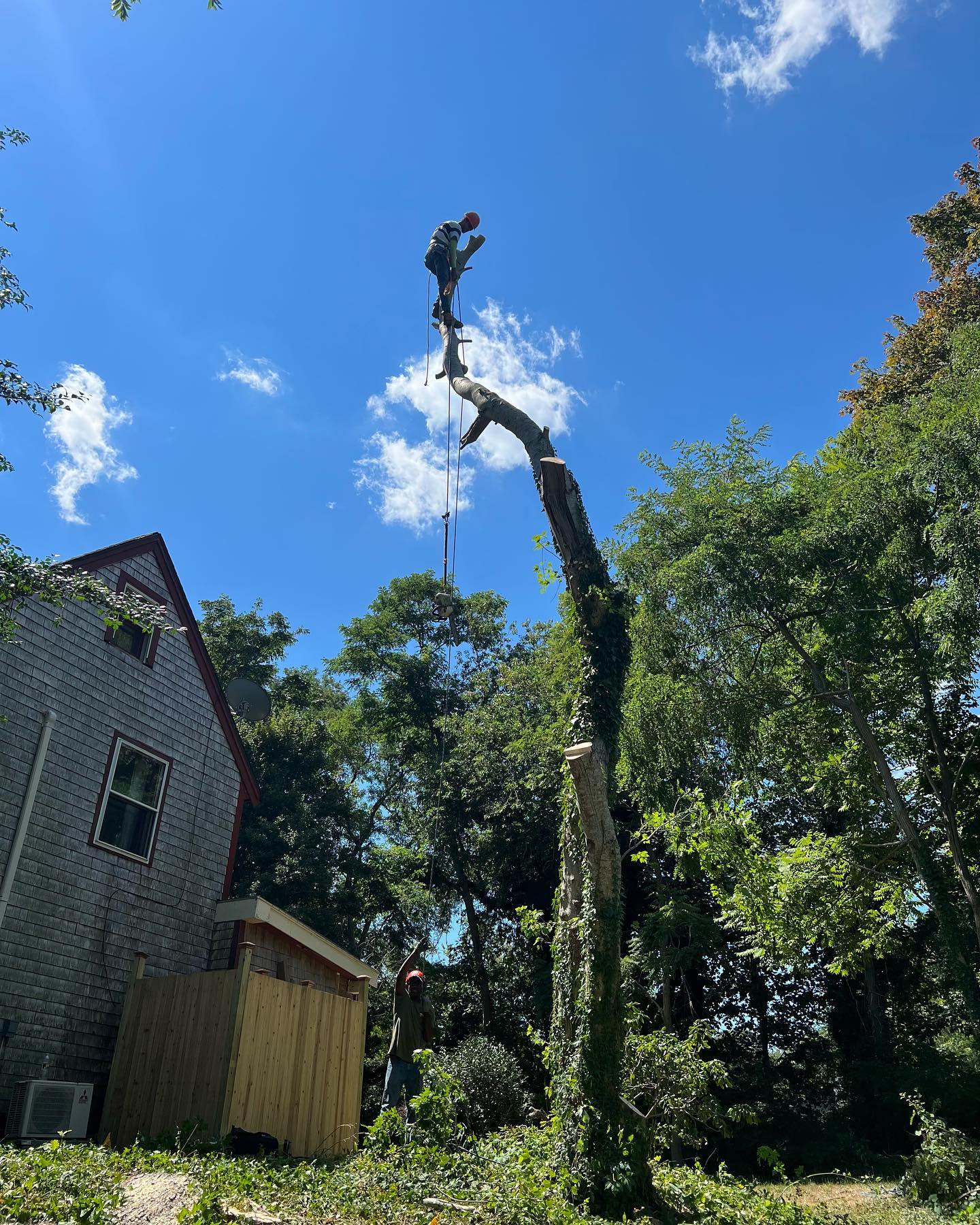 Tree services