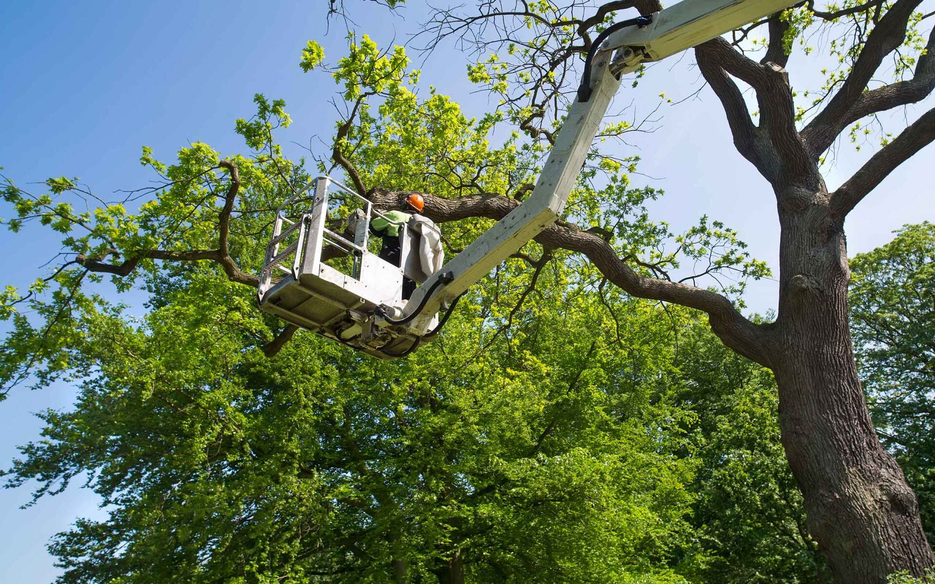 Tree Removal Johnson Tree Services, LLC Cape Cod, MA