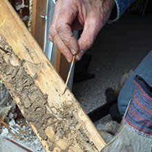 Termite Repairing