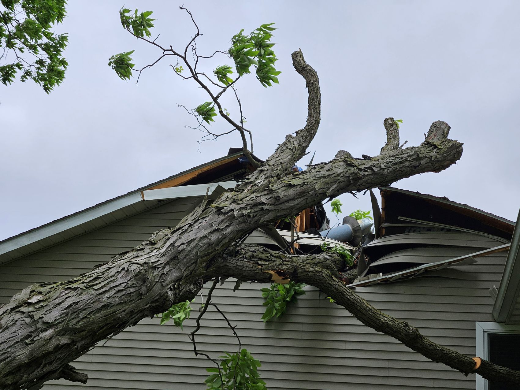 Tree branch fallen on a house roof, causing damage. Overcast sky.
