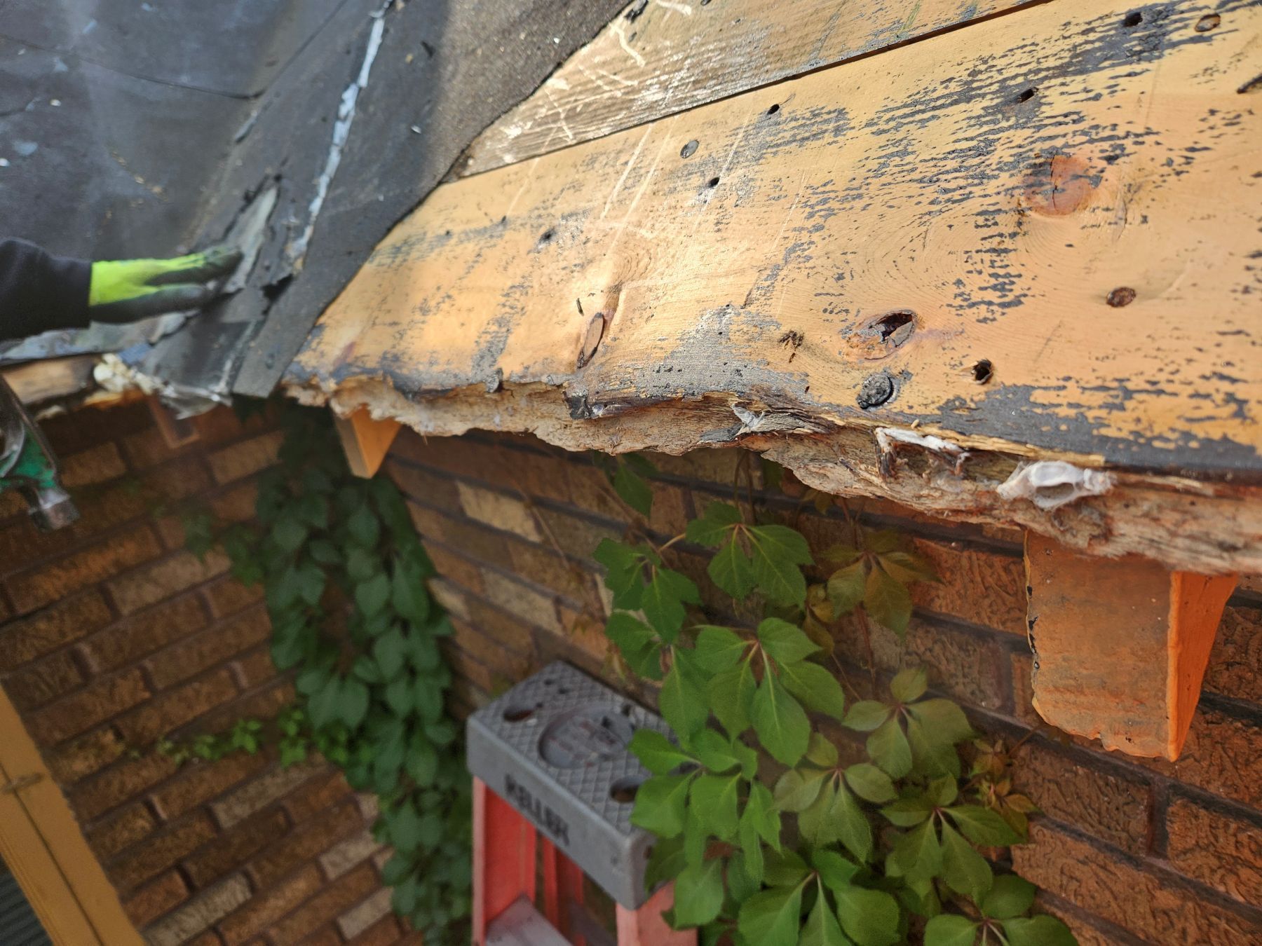 Damaged roof's edge with visible wood, near brick wall with climbing plants. Someone wearing gloves touches the wood.