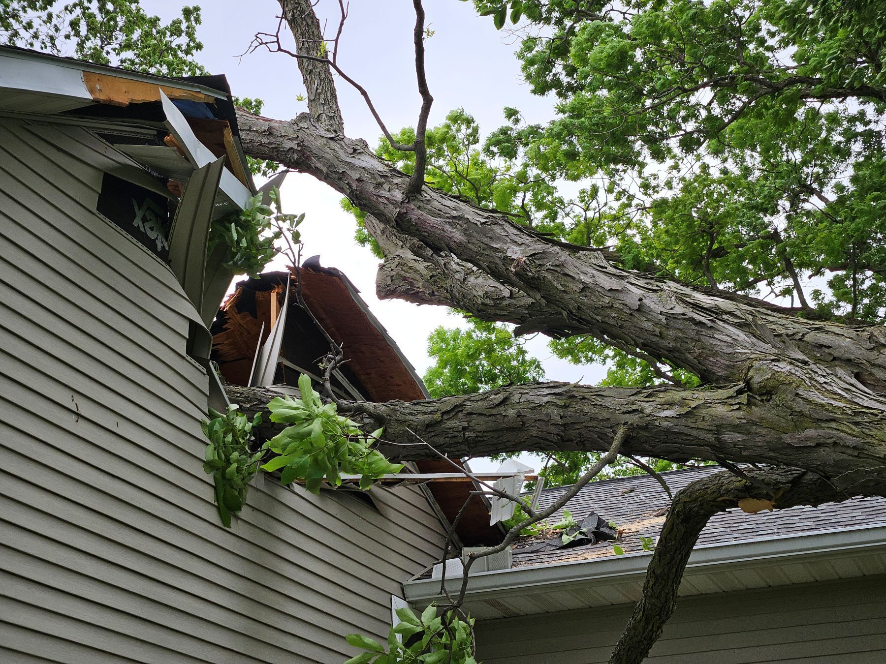 A large tree branch has fallen on the roof of a house, causing significant damage.