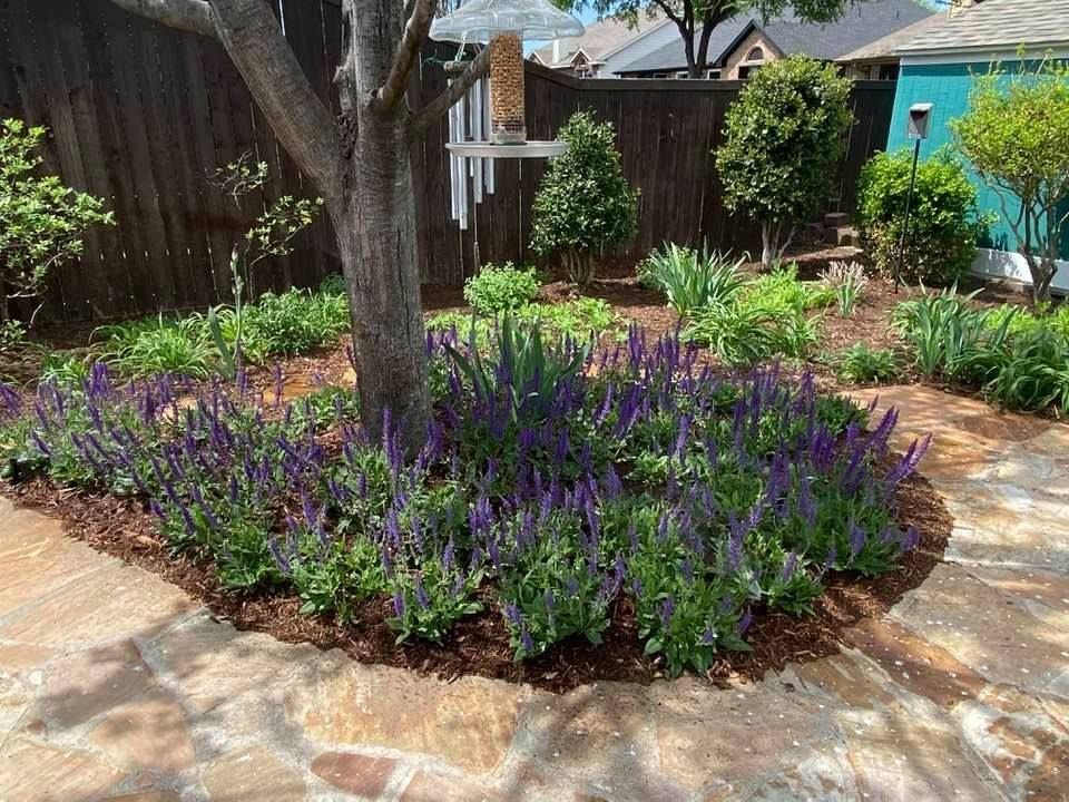 Lush plants under tree
