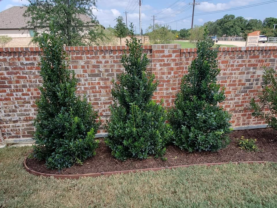 Mulches under the trees