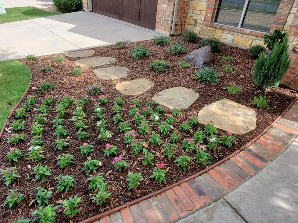 Newly planted plants