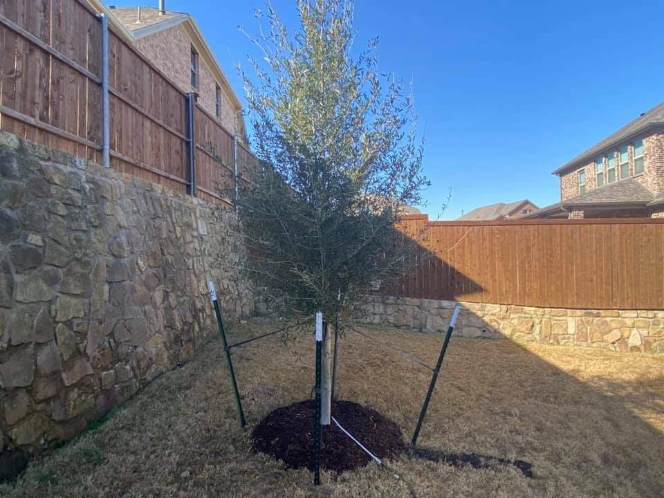 Beautiful front yard landscaping