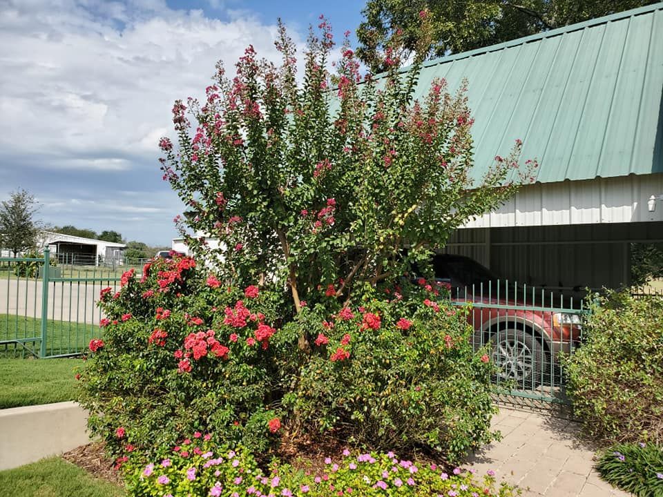 Beautiful front yard